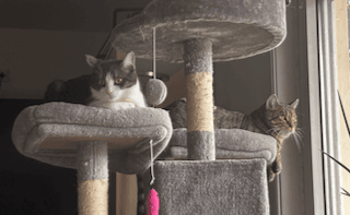 Katzen